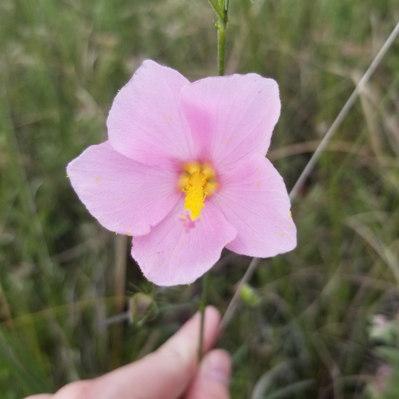 Virginia Saltmarsh Mallow photo 5