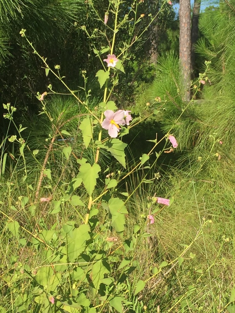 Virginia Saltmarsh Mallow photo 6