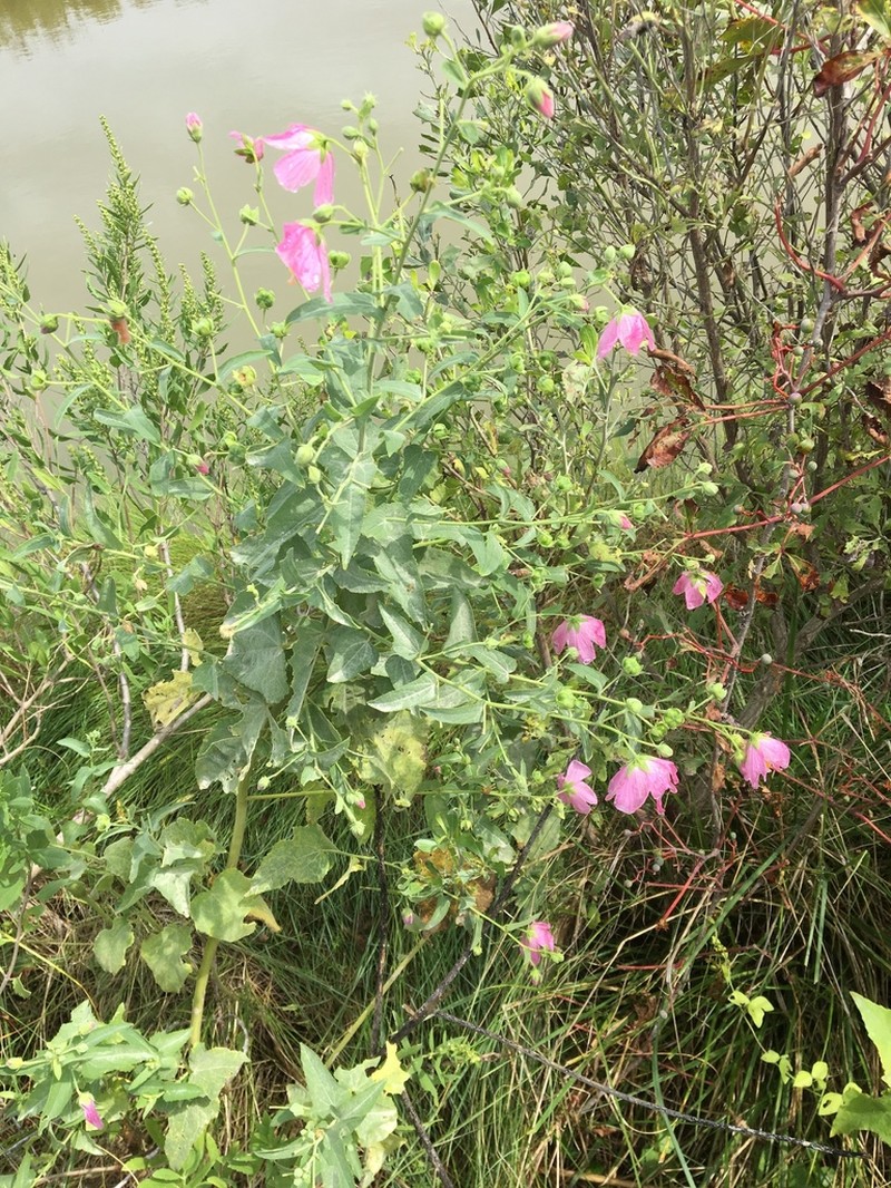 Virginia Saltmarsh Mallow photo 7