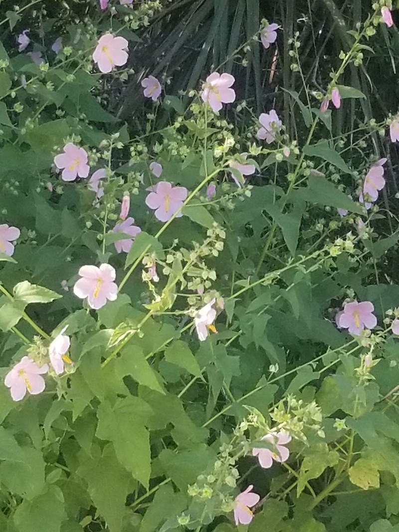 Virginia Saltmarsh Mallow photo 8