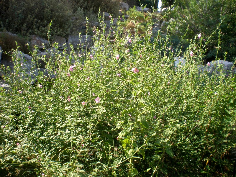 Virginia Saltmarsh Mallow photo 2