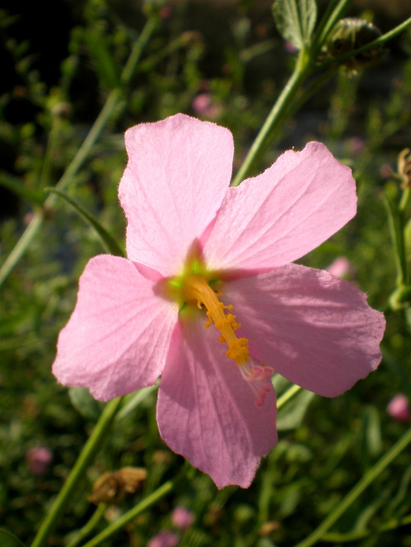 Virginia Saltmarsh Mallow photo 3