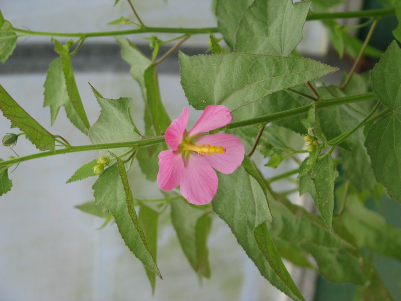 Virginia Saltmarsh Mallow photo 4