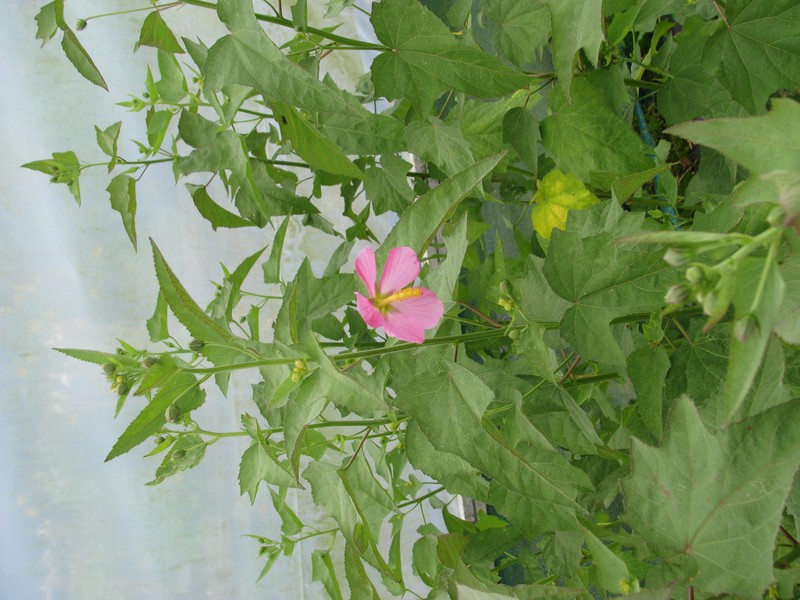 Virginia Saltmarsh Mallow photo 5