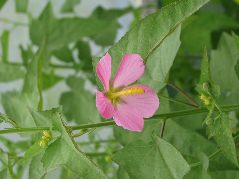 Virginia Saltmarsh Mallow photo 6