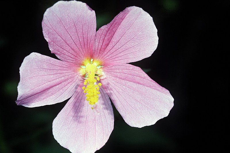 Virginia Saltmarsh Mallow photo 8