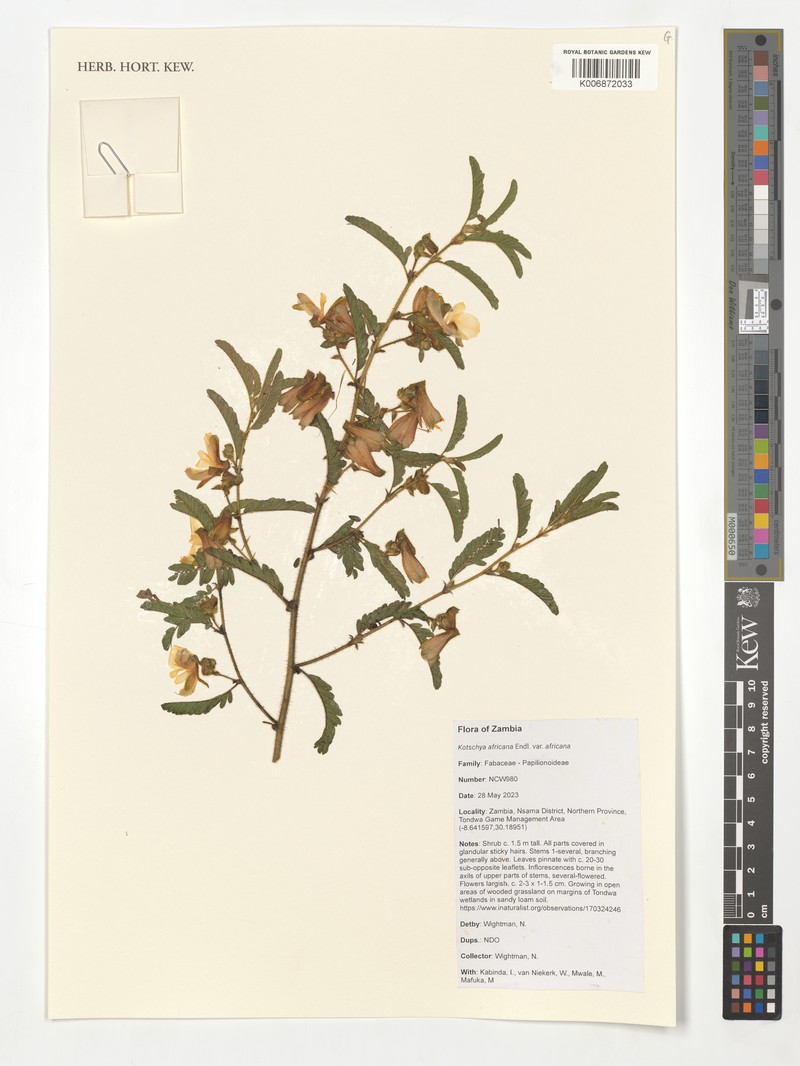 Kotschya africana var. africana photo 2