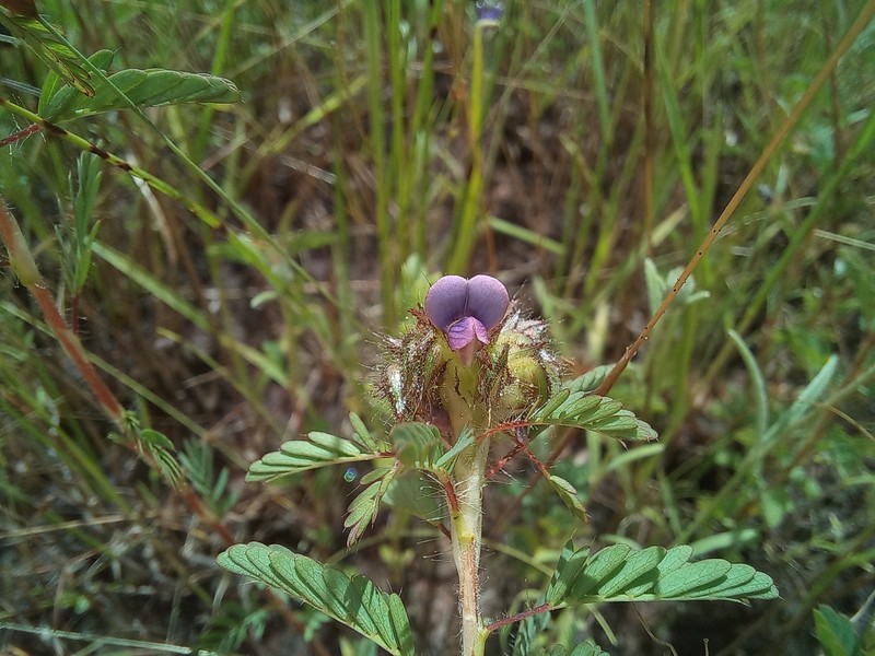 Kotschya capitulifera var. capitulifera