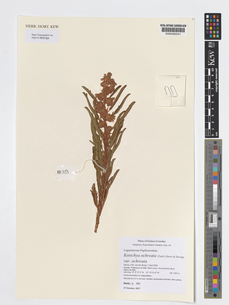Kotschya ochreata var. ochreata