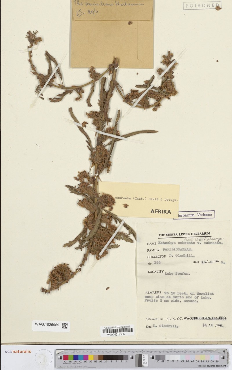 Kotschya ochreata var. ochreata photo 2