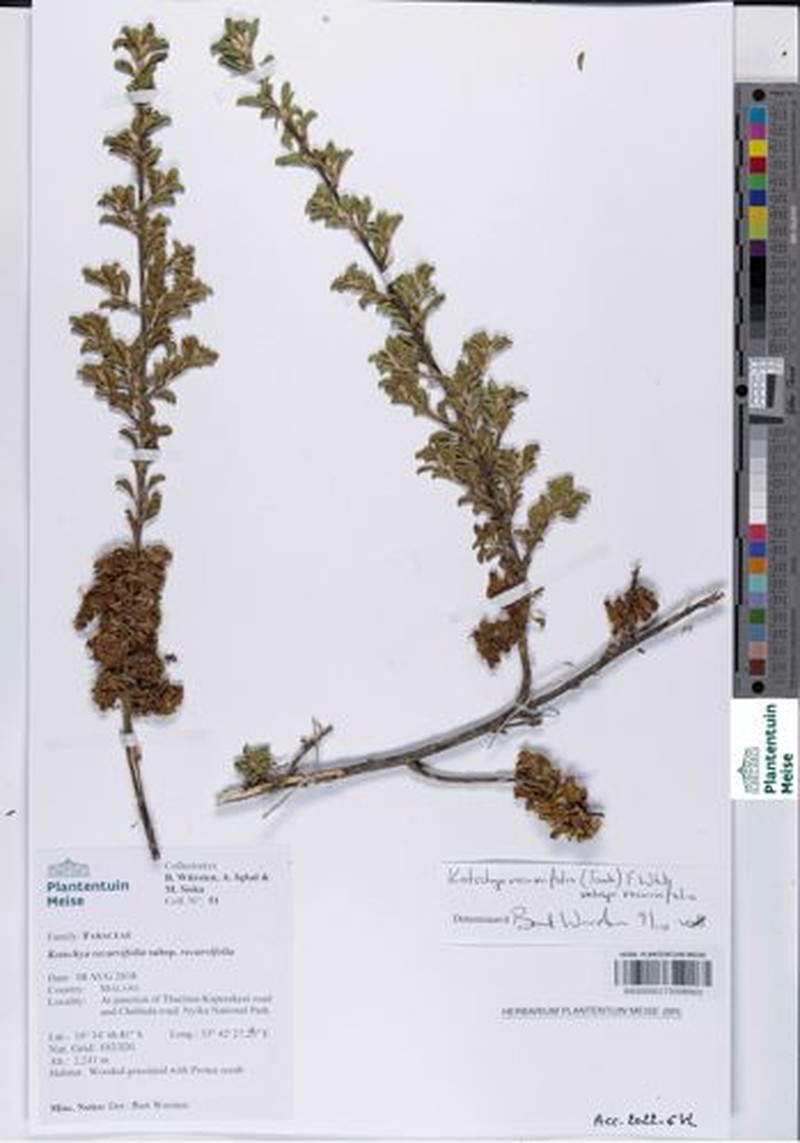 Kotschya recurvifolia subsp. recurvifolia