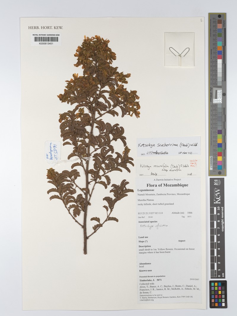 Kotschya recurvifolia subsp. recurvifolia photo 2