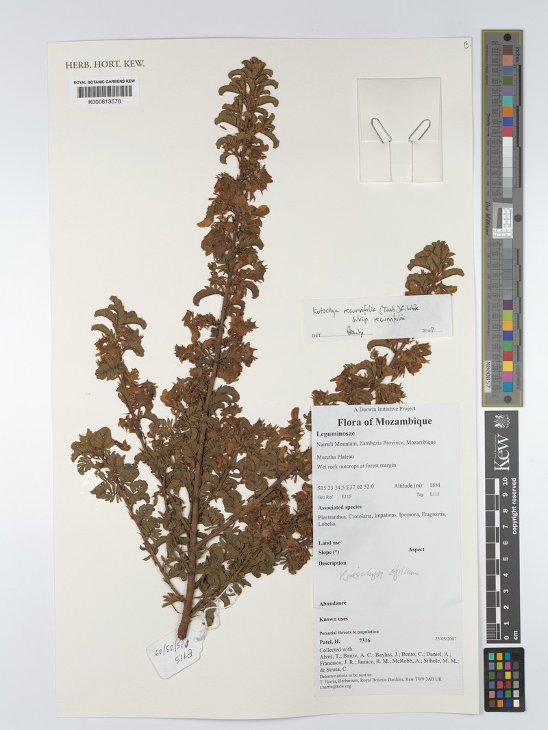 Kotschya recurvifolia subsp. recurvifolia photo 3