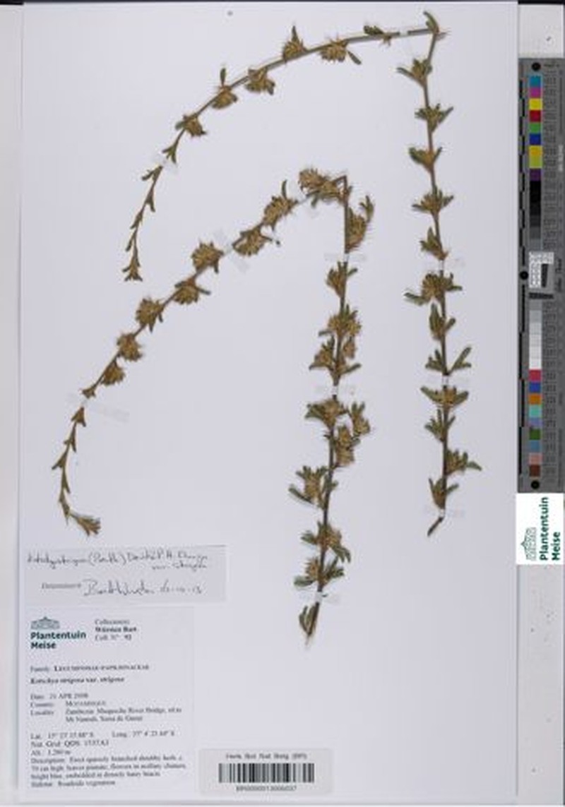 Kotschya strigosa var. strigosa
