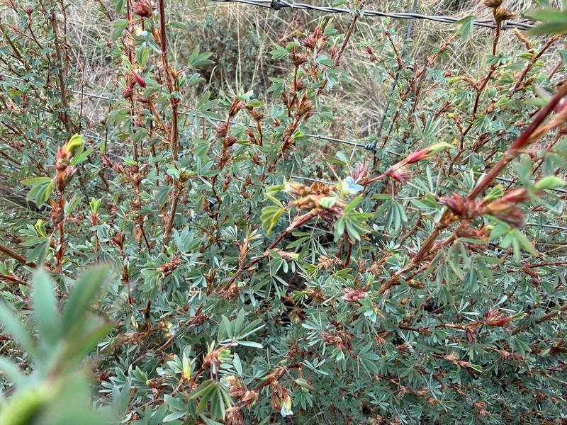Kotschya strobilantha var. strobilantha