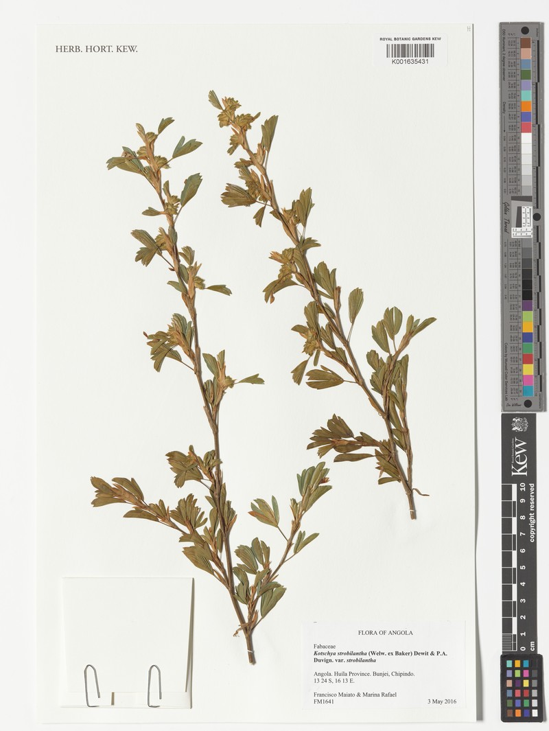Kotschya strobilantha var. strobilantha photo 3