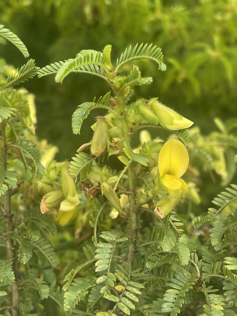 Kotschya thymodora subsp. thymodora