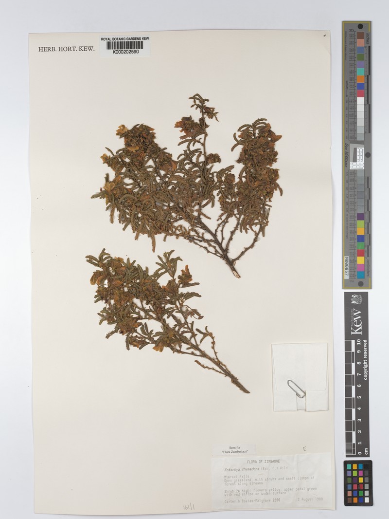 Kotschya thymodora subsp. thymodora photo 3