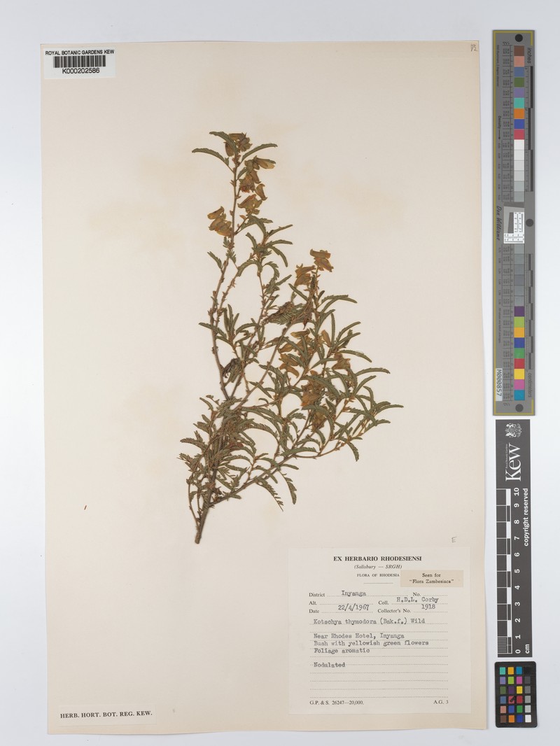 Kotschya thymodora subsp. thymodora photo 4