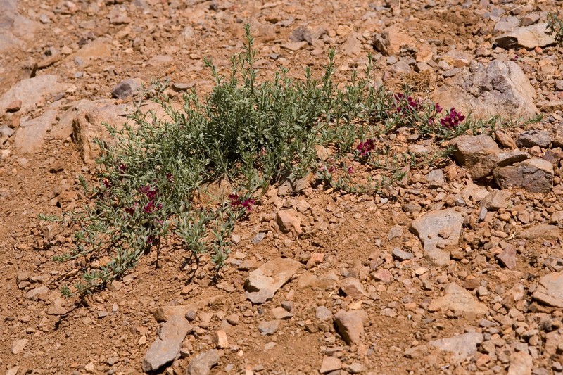 Trailing Krameria photo 2