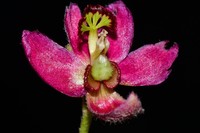 Trailing Krameria
