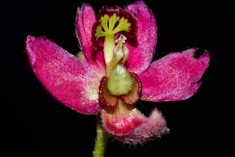 Trailing Krameria