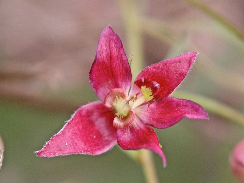 Trailing Krameria photo 2