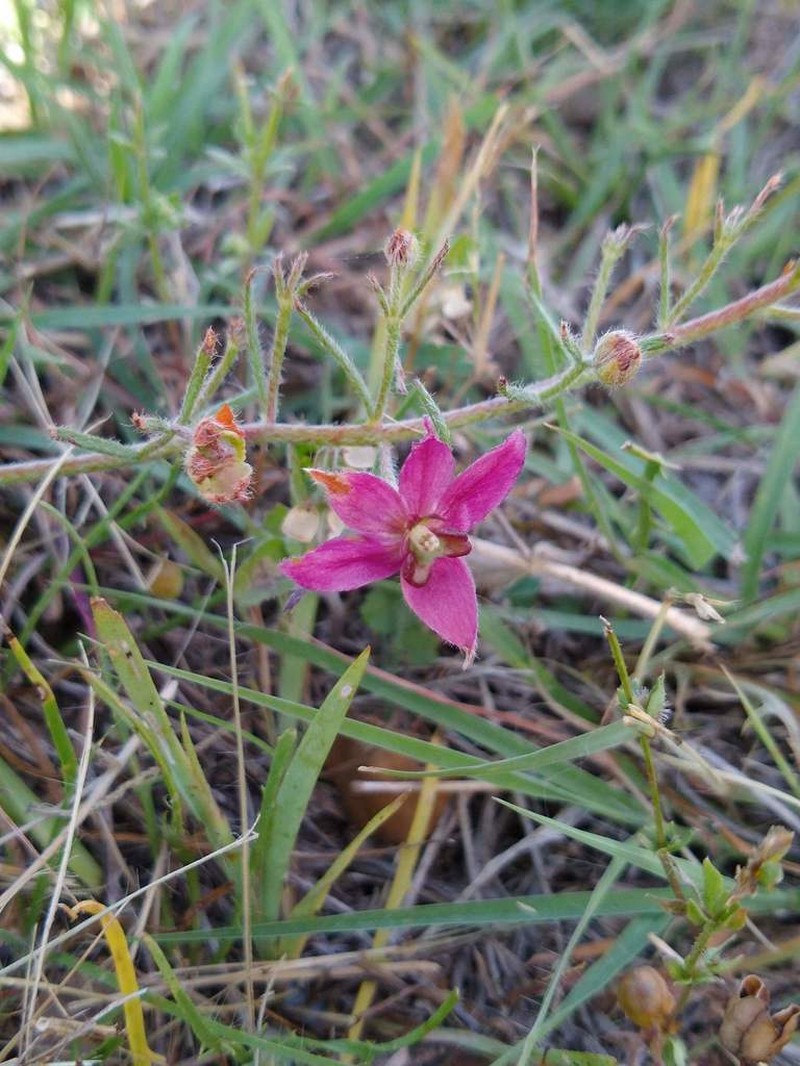 Trailing Krameria photo 3