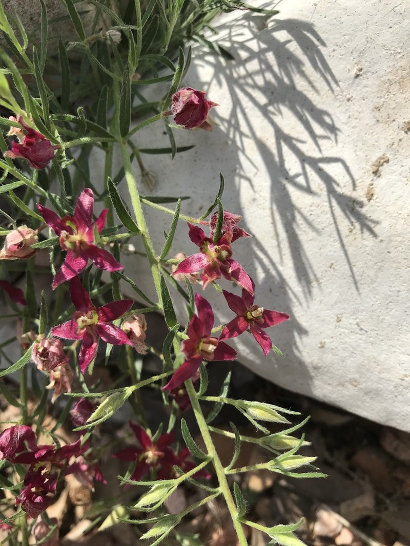 Trailing Krameria photo 4