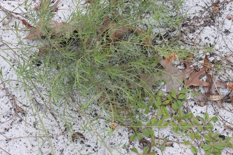 Trailing Krameria photo 5
