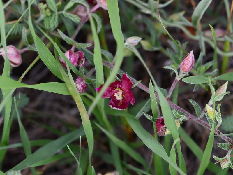 Trailing Krameria photo 6