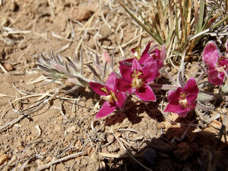 Trailing Krameria photo 7