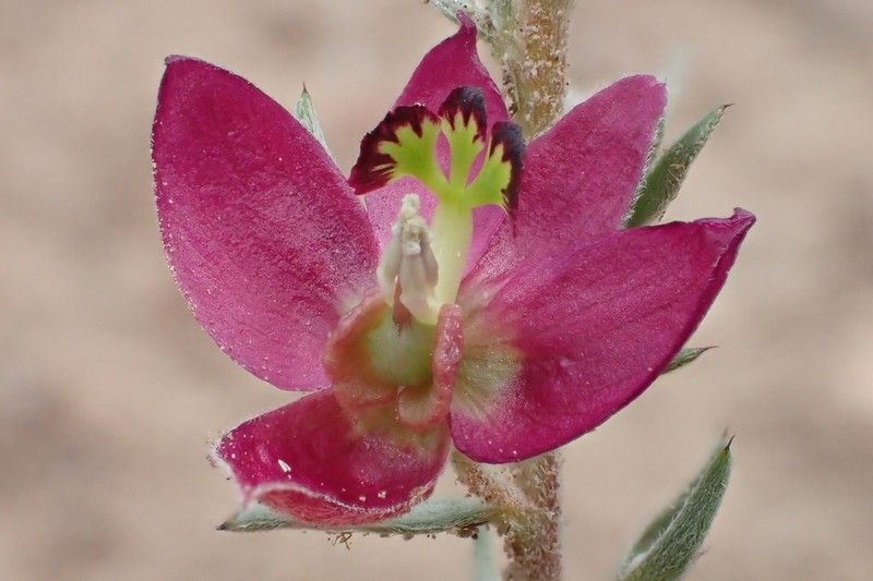 Trailing Krameria photo 8