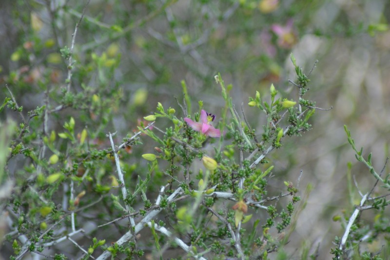 Manystem Ratany photo 2