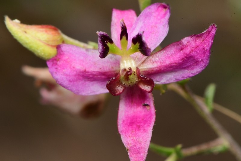 Manystem Ratany photo 3