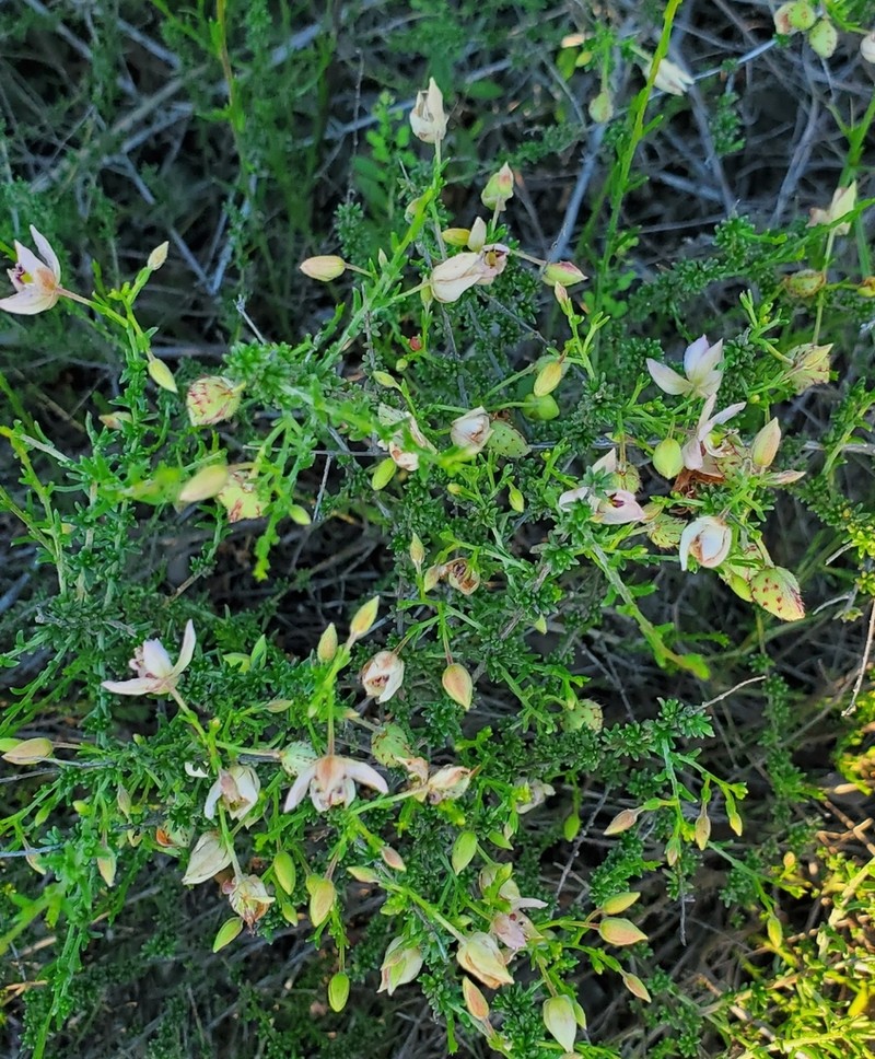 Manystem Ratany photo 6