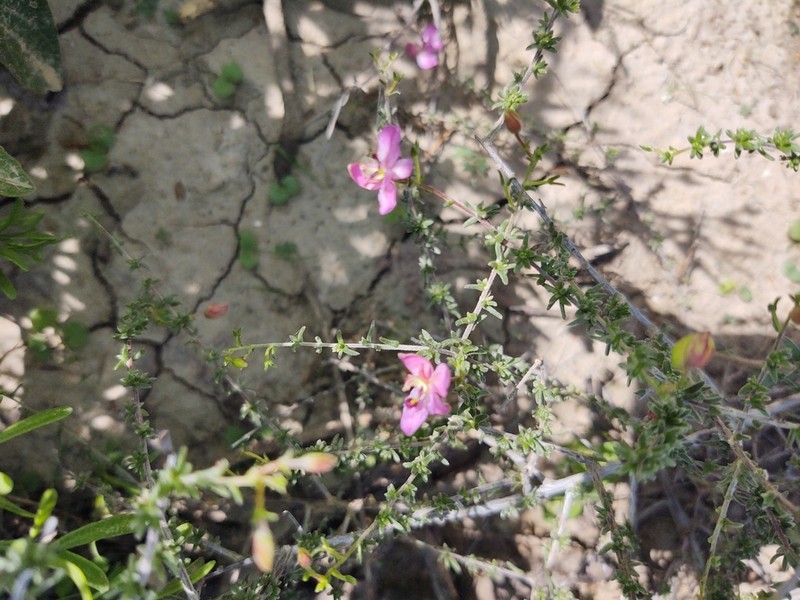 Manystem Ratany photo 8