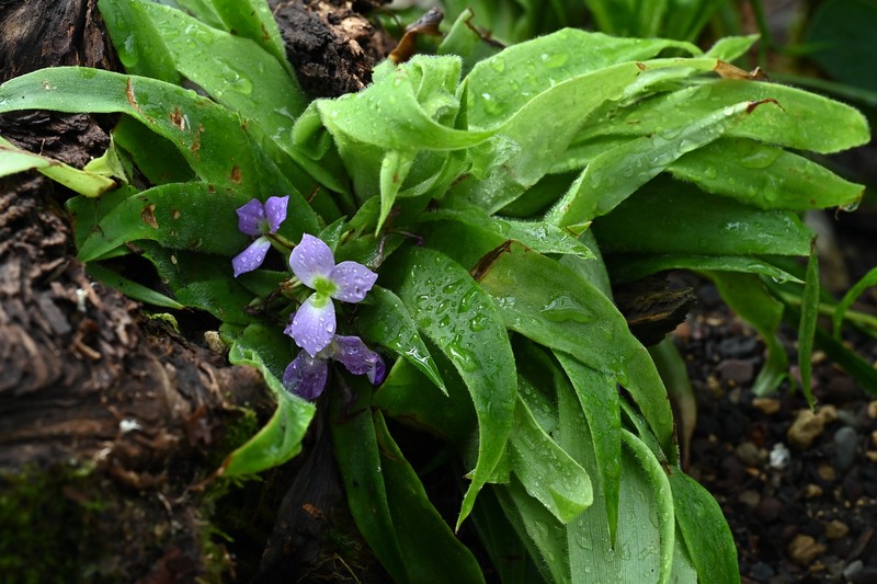 Krenakanthus ribeiroanus