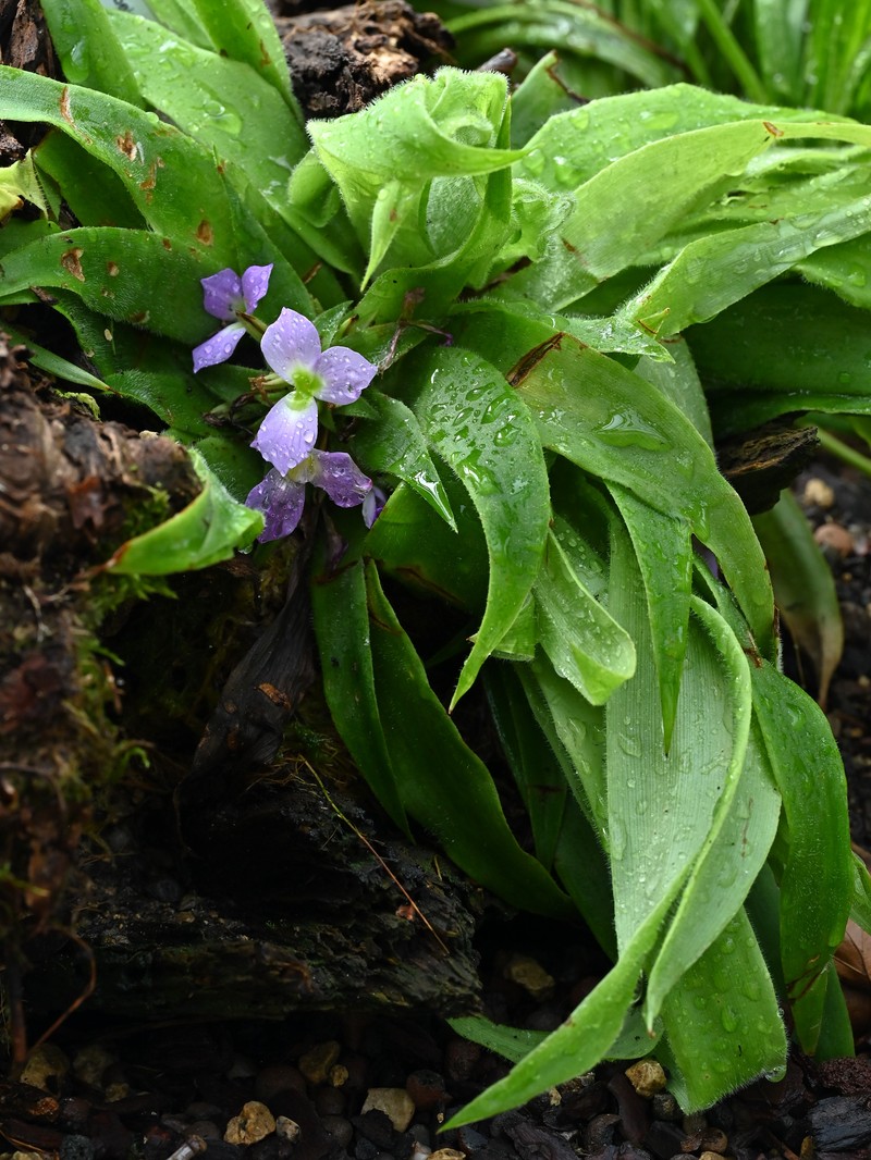Krenakanthus ribeiroanus photo 2
