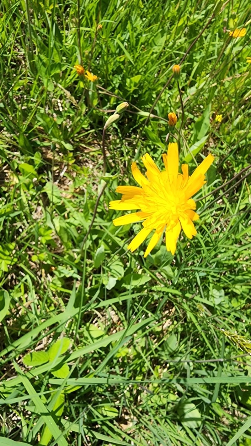 Twoflower Dwarfdandelion