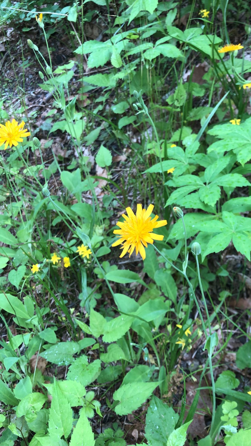 Twoflower Dwarfdandelion photo 2