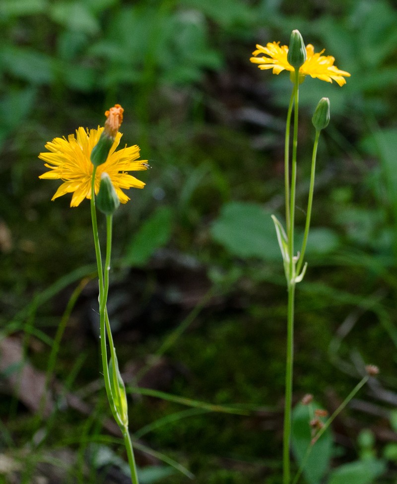 Twoflower Dwarfdandelion photo 4