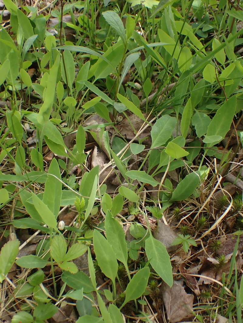Twoflower Dwarfdandelion photo 5