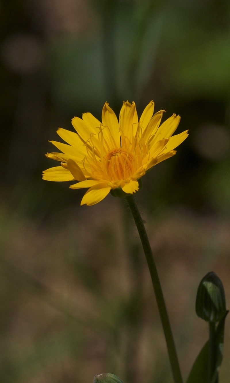 Twoflower Dwarfdandelion photo 6