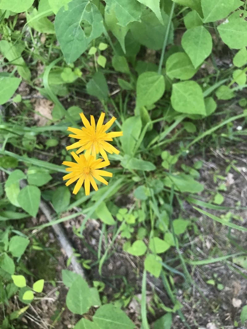 Twoflower Dwarfdandelion photo 7