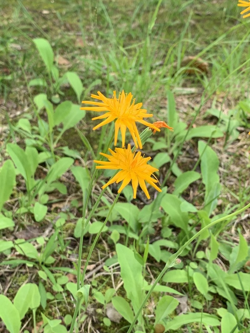 Twoflower Dwarfdandelion photo 8
