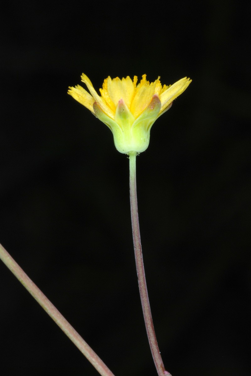 Weedy Dwarfdandelion