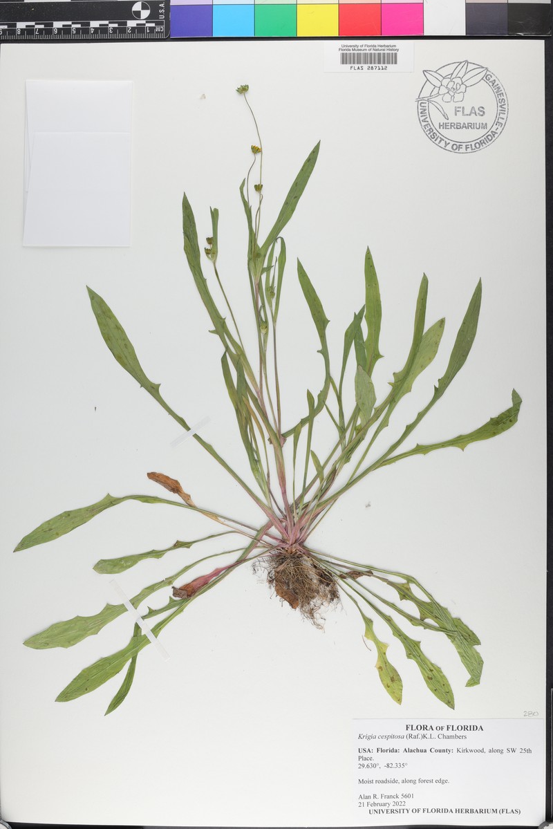 Weedy Dwarfdandelion