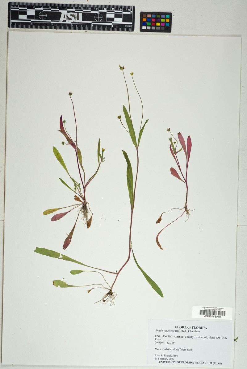 Weedy Dwarfdandelion photo 2