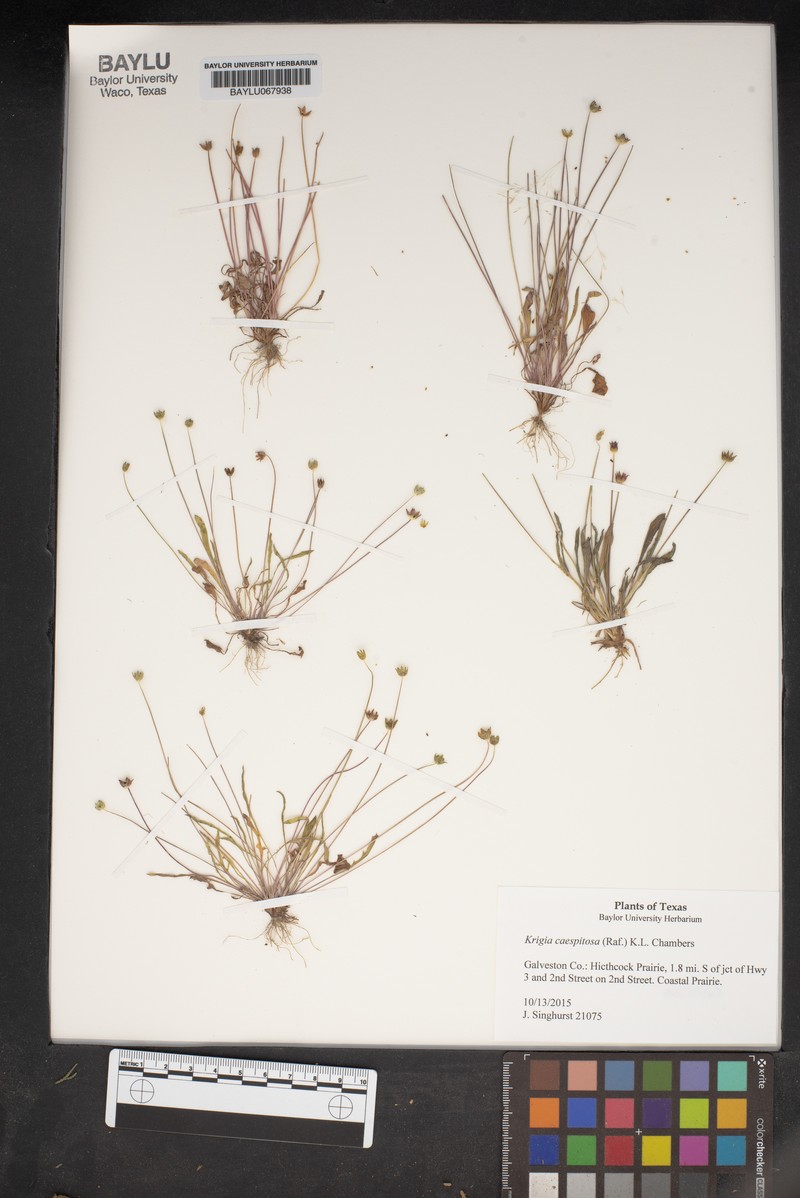 Weedy Dwarfdandelion photo 4